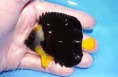画像1: 【海水魚・ヤッコ】【通販】人工飼料OK♪パソニファーエンゼル（SMサイズ）(個体販売）（±7cm）No.1（生体）(海水魚) (1)