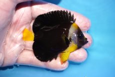 画像2: 【海水魚・ヤッコ】【通販】人工飼料OK♪パソニファーエンゼル（SMサイズ）(個体販売）（±7cm）No.1（生体）(海水魚) (2)