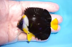 画像1: 【海水魚・ヤッコ】【通販】人工飼料OK♪パソニファーエンゼル（SMサイズ）(個体販売）（±7.5cm）No.2（生体）(海水魚) (1)