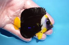 画像2: 【海水魚・ヤッコ】【通販】人工飼料OK♪パソニファーエンゼル（SMサイズ）(個体販売）（±7.5cm）No.2（生体）(海水魚) (2)