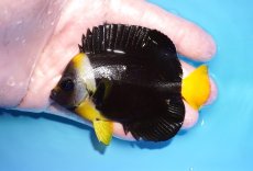 画像1: 【海水魚・ヤッコ】【通販】人工飼料OK♪パソニファーエンゼル（Mサイズ）(個体販売）（±8cm）No.3（生体）(海水魚) (1)