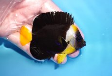 画像2: 【海水魚・ヤッコ】【通販】人工飼料OK♪パソニファーエンゼル（Mサイズ）(個体販売）（±8cm）No.3（生体）(海水魚) (2)