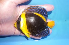 画像1: 【海水魚・ヤッコ】【通販】人工飼料OK♪スクリブルドエンゼル（Mサイズ）(個体販売）（±11cm）（生体）(海水魚) (1)