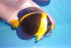 画像2: 【海水魚・ヤッコ】【通販】人工飼料OK♪スクリブルドエンゼル（Mサイズ）(個体販売）（±11cm）（生体）(海水魚) (2)