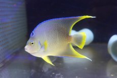 画像1: 【サマーセール10%OFFクーポン番号（10）対象商品 】【海水魚・ヤッコ】【通販】人工飼料爆食い♪ブルーエンゼル（ML)(個体販売）（±14cm）（生体）(海水魚) (1)