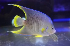 画像2: 【サマーセール10%OFFクーポン番号（10）対象商品 】【海水魚・ヤッコ】【通販】人工飼料爆食い♪ブルーエンゼル（ML)(個体販売）（±14cm）（生体）(海水魚) (2)