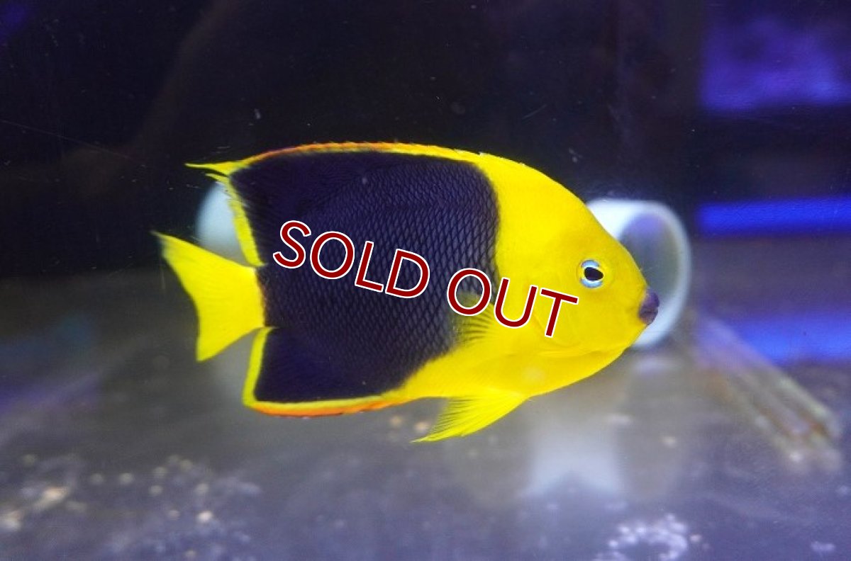 画像1: 【サマーセール10%OFFクーポン番号（10）対象商品 】【海水魚・ヤッコ】【通販】人工飼料爆食い♪ロックビューティー（ML)(個体販売）（±11.5cm）（生体）(海水魚) (1)