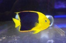 画像1: 【サマーセール10%OFFクーポン番号（10）対象商品 】【海水魚・ヤッコ】【通販】人工飼料爆食い♪ロックビューティー（ML)(個体販売）（±11.5cm）（生体）(海水魚) (1)