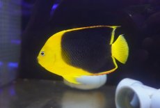 画像2: 【サマーセール10%OFFクーポン番号（10）対象商品 】【海水魚・ヤッコ】【通販】人工飼料爆食い♪ロックビューティー（ML)(個体販売）（±11.5cm）（生体）(海水魚) (2)