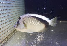 画像1: 【サマーセール10%OFFクーポン番号（10）対象商品 】【海水魚・ヤッコ】【通販】人工飼料爆食い♪グリフィスエンゼル（ML)(個体販売）（±14cm）（生体）(海水魚) (1)