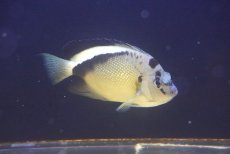 画像2: 【サマーセール10%OFFクーポン番号（10）対象商品 】【海水魚・ヤッコ】【通販】人工飼料爆食い♪グリフィスエンゼル（ML)(個体販売）（±14cm）（生体）(海水魚) (2)