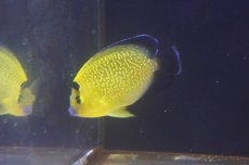 画像1: 【サマーセール10%OFFクーポン番号（10）対象商品 】【海水魚・ヤッコ】【通販】人工飼料爆食い♪ゴールドフレークエンゼル（M)(個体販売）（±9cm）（生体）(海水魚) (1)
