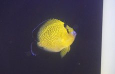 画像2: 【サマーセール10%OFFクーポン番号（10）対象商品 】【海水魚・ヤッコ】【通販】人工飼料爆食い♪ゴールドフレークエンゼル（M)(個体販売）（±9cm）（生体）(海水魚) (2)