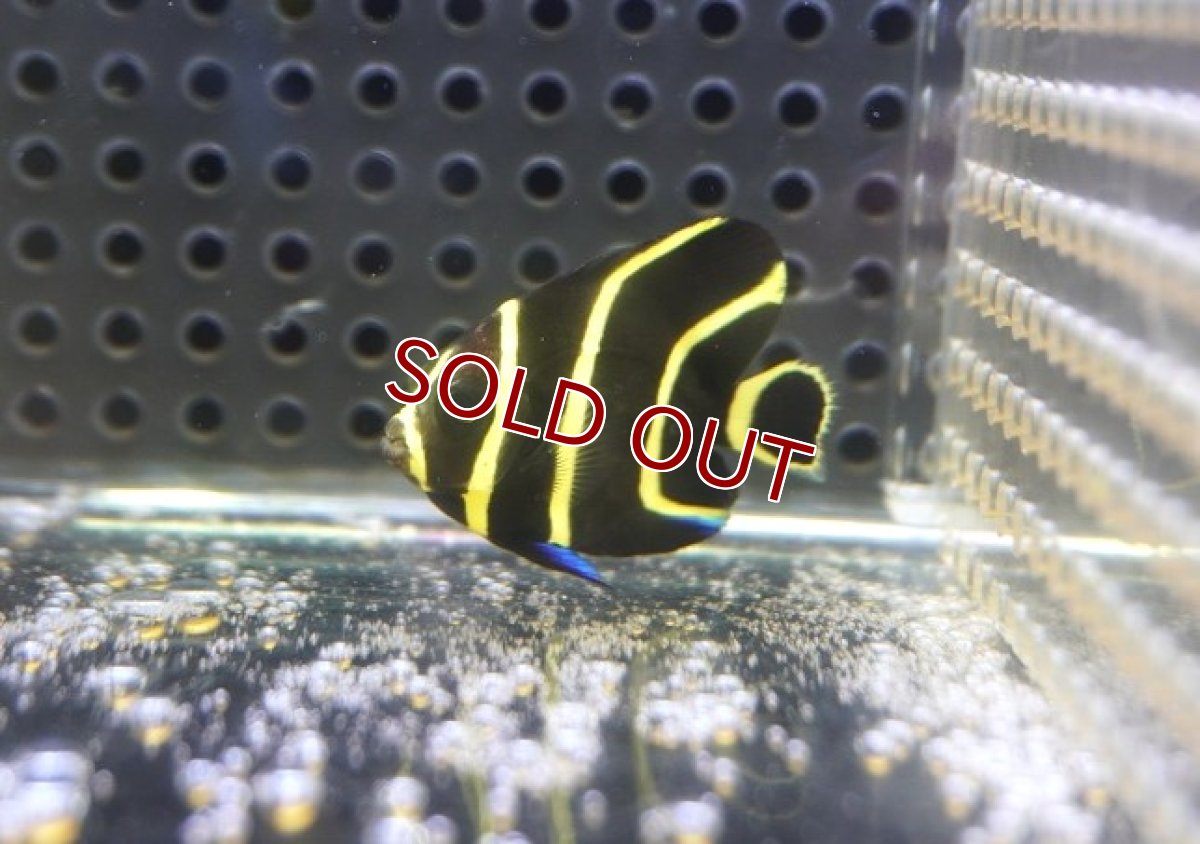 画像1: 【送料無料キャンペーン対象商品】【海水魚・ヤッコ】【通販】人工飼料OK♪フレンチエンゼル（Sサイズ）(個体販売）（±4.5cm）No.1（生体）(海水魚) (1)