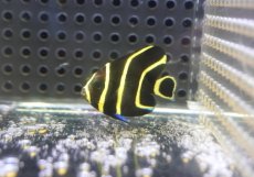 画像1: 【サマーセール10%OFFクーポン番号（10）対象商品 】【海水魚・ヤッコ】【通販】人工飼料OK♪フレンチエンゼル（Sサイズ）(個体販売）（±4.5cm）No.1（生体）(海水魚) (1)