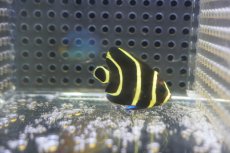 画像2: 【サマーセール10%OFFクーポン番号（10）対象商品 】【海水魚・ヤッコ】【通販】人工飼料OK♪フレンチエンゼル（Sサイズ）(個体販売）（±4.5cm）No.1（生体）(海水魚) (2)