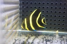 画像1: 【サマーセール10%OFFクーポン番号（10）対象商品 】【海水魚・ヤッコ】【通販】人工飼料OK♪フレンチエンゼル（Sサイズ）(個体販売）（±5cm）No.2（生体）(海水魚) (1)