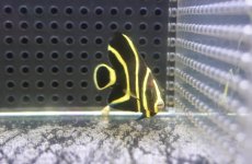 画像2: 【サマーセール10%OFFクーポン番号（10）対象商品 】【海水魚・ヤッコ】【通販】人工飼料OK♪フレンチエンゼル（Sサイズ）(個体販売）（±5cm）No.2（生体）(海水魚) (2)