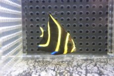 画像1: 【サマーセール10%OFFクーポン番号（10）対象商品 】【海水魚・ヤッコ】【通販】人工飼料OK♪フレンチエンゼル（Sサイズ）(個体販売）（±5cm）No.3（生体）(海水魚) (1)
