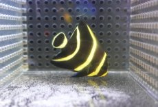 画像2: 【サマーセール10%OFFクーポン番号（10）対象商品 】【海水魚・ヤッコ】【通販】人工飼料OK♪フレンチエンゼル（Sサイズ）(個体販売）（±5.5cm）No.4（生体）(海水魚) (2)