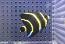 画像1: 【サマーセール10%OFFクーポン番号（10）対象商品 】【海水魚・ヤッコ】【通販】人工飼料OK♪フレンチエンゼル（Sサイズ）(個体販売）（±5.5cm）No.5（生体）(海水魚) (1)