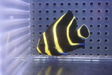 画像2: 【サマーセール10%OFFクーポン番号（10）対象商品 】【海水魚・ヤッコ】【通販】人工飼料OK♪フレンチエンゼル（Sサイズ）(個体販売）（±5.5cm）No.5（生体）(海水魚) (2)