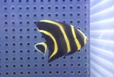 画像1: 【サマーセール10%OFFクーポン番号（10）対象商品 】【海水魚・ヤッコ】【通販】人工飼料OK♪フレンチエンゼル（SMサイズ）(個体販売）（±6cm）No.6（生体）(海水魚) (1)