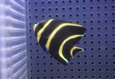 画像2: 【サマーセール10%OFFクーポン番号（10）対象商品 】【海水魚・ヤッコ】【通販】人工飼料OK♪フレンチエンゼル（SMサイズ）(個体販売）（±6cm）No.6（生体）(海水魚) (2)