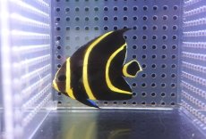画像1: 【サマーセール10%OFFクーポン番号（10）対象商品 】【海水魚・ヤッコ】【通販】人工飼料OK♪フレンチエンゼル（SMサイズ）(個体販売）（±6.5cm）No.7（生体）(海水魚) (1)