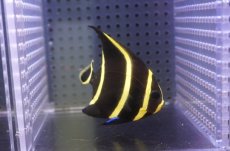 画像2: 【サマーセール10%OFFクーポン番号（10）対象商品 】【海水魚・ヤッコ】【通販】人工飼料OK♪フレンチエンゼル（SMサイズ）(個体販売）（±6.5cm）No.7（生体）(海水魚) (2)