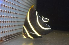 画像1: 【サマーセール10%OFFクーポン番号（10）対象商品 】【海水魚・ヤッコ】【通販】人工飼料OK♪フレンチエンゼル（Mサイズ）(個体販売）（±9cm）No.8（生体）(海水魚) (1)