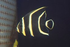 画像1: 【サマーセール10%OFFクーポン番号（10）対象商品 】【海水魚・ヤッコ】【通販】人工飼料OK♪フレンチエンゼル（Mサイズ）(個体販売）（±9cm）No.9（生体）(海水魚) (1)