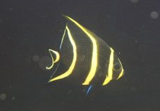 画像2: 【サマーセール10%OFFクーポン番号（10）対象商品 】【海水魚・ヤッコ】【通販】人工飼料OK♪フレンチエンゼル（Mサイズ）(個体販売）（±9cm）No.9（生体）(海水魚) (2)