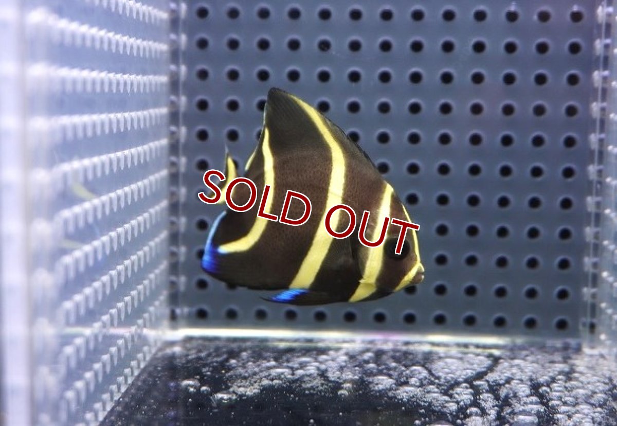 画像1: 【サマーセール10%OFFクーポン番号（10）対象商品 】【海水魚・ヤッコ】【通販】人工飼料OK♪グレーエンゼル（Sサイズ）(個体販売）（±5.5cm）No.1（生体）(海水魚) (1)