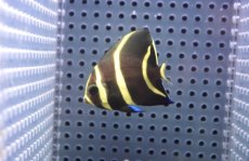 画像2: 【サマーセール10%OFFクーポン番号（10）対象商品 】【海水魚・ヤッコ】【通販】人工飼料OK♪グレーエンゼル（Sサイズ）(個体販売）（±5.5cm）No.1（生体）(海水魚) (2)
