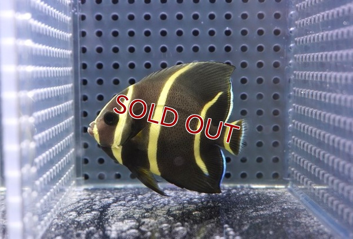 画像1: 【サマーセール10%OFFクーポン番号（10）対象商品 】【海水魚・ヤッコ】【通販】人工飼料OK♪グレーエンゼル（SMサイズ）(個体販売）（±7.5cm）No.2（生体）(海水魚) (1)
