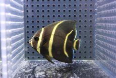 画像1: 【サマーセール10%OFFクーポン番号（10）対象商品 】【海水魚・ヤッコ】【通販】人工飼料OK♪グレーエンゼル（SMサイズ）(個体販売）（±7.5cm）No.2（生体）(海水魚) (1)