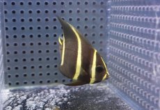 画像2: 【サマーセール10%OFFクーポン番号（10）対象商品 】【海水魚・ヤッコ】【通販】人工飼料OK♪グレーエンゼル（SMサイズ）(個体販売）（±7.5cm）No.2（生体）(海水魚) (2)
