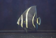 画像1: 【サマーセール10%OFFクーポン番号（10）対象商品 】【海水魚・ヤッコ】【通販】人工飼料OK♪グレーエンゼル（Mサイズ）(個体販売）（±10cm）No.3（生体）(海水魚) (1)