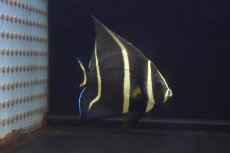 画像2: 【サマーセール10%OFFクーポン番号（10）対象商品 】【海水魚・ヤッコ】【通販】人工飼料OK♪グレーエンゼル（Mサイズ）(個体販売）（±10cm）No.3（生体）(海水魚) (2)