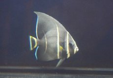 画像1: 【サマーセール10%OFFクーポン番号（10）対象商品 】【海水魚・ヤッコ】【通販】人工飼料OK♪グレーエンゼル（Mサイズ）(個体販売）（±9cm）No.4（生体）(海水魚) (1)