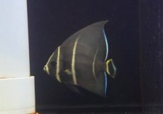 画像2: 【サマーセール10%OFFクーポン番号（10）対象商品 】【海水魚・ヤッコ】【通販】人工飼料OK♪グレーエンゼル（Mサイズ）(個体販売）（±9cm）No.4（生体）(海水魚) (2)
