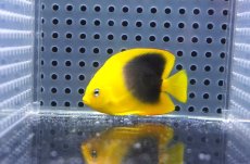画像1: 【サマーセール10%OFFクーポン番号（10）対象商品 】【海水魚・ヤッコ】【通販】人工飼料OK♪ロックビューティー（Sサイズ）(個体販売）（±5.5cm）No.1（生体）(海水魚) (1)