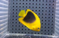 画像2: 【サマーセール10%OFFクーポン番号（10）対象商品 】【海水魚・ヤッコ】【通販】人工飼料OK♪ロックビューティー（Sサイズ）(個体販売）（±5.5cm）No.1（生体）(海水魚) (2)