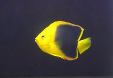 画像1: 【サマーセール10%OFFクーポン番号（10）対象商品 】【海水魚・ヤッコ】【通販】人工飼料OK♪ロックビューティー（Mサイズ)(個体販売）（±10cm）No.3（生体）(海水魚) (1)