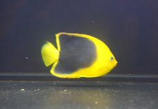 画像2: 【サマーセール10%OFFクーポン番号（10）対象商品 】【海水魚・ヤッコ】【通販】人工飼料OK♪ロックビューティー（Mサイズ)(個体販売）（±10cm）No.3（生体）(海水魚) (2)