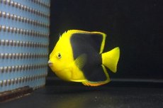 画像1: 【サマーセール10%OFFクーポン番号（10）対象商品 】【海水魚・ヤッコ】【通販】人工飼料OK♪ロックビューティー（Mサイズ)(個体販売）（±10cm）No.4（生体）(海水魚) (1)