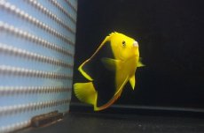 画像2: 【サマーセール10%OFFクーポン番号（10）対象商品 】【海水魚・ヤッコ】【通販】人工飼料OK♪ロックビューティー（Mサイズ)(個体販売）（±10cm）No.4（生体）(海水魚) (2)