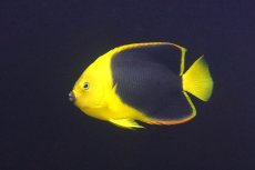画像1: 【サマーセール10%OFFクーポン番号（10）対象商品 】【海水魚・ヤッコ】【通販】人工飼料OK♪ロックビューティー（MLサイズ)(個体販売）（±11cm）No.6（生体）(海水魚) (1)