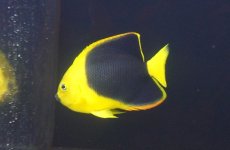 画像2: 【サマーセール10%OFFクーポン番号（10）対象商品 】【海水魚・ヤッコ】【通販】人工飼料OK♪ロックビューティー（MLサイズ)(個体販売）（±11cm）No.6（生体）(海水魚) (2)
